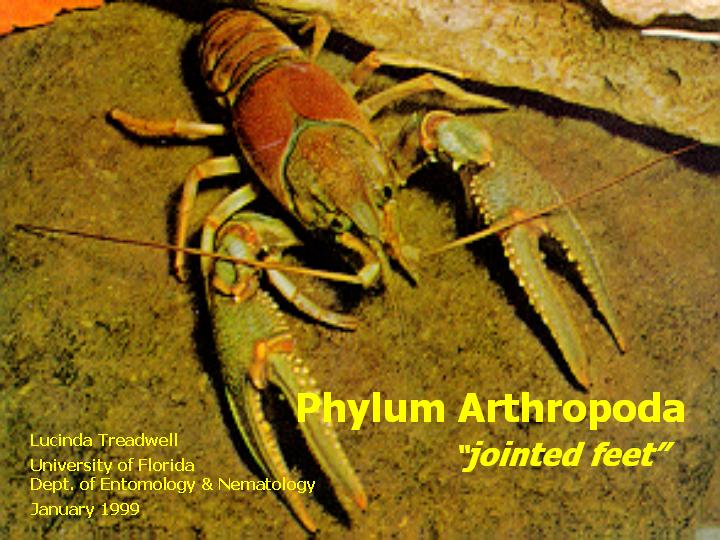 Phylum Arthropoda: “jointed feet”