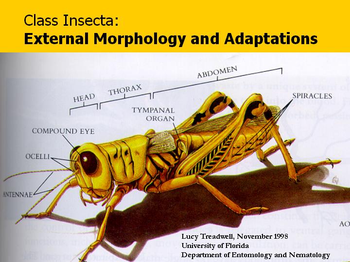 insect morphology