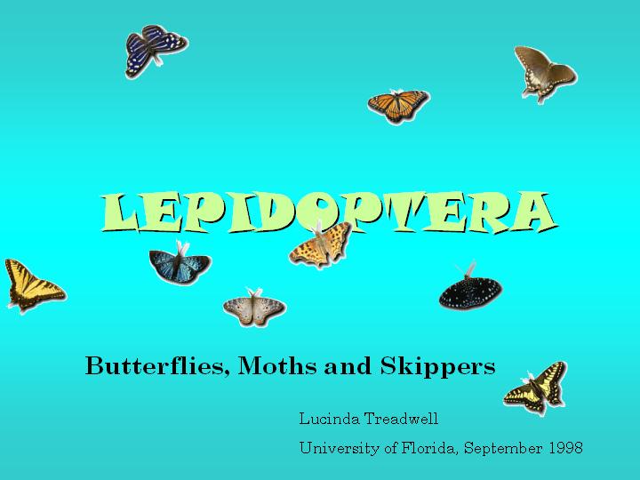 butterflies, moths & skippers