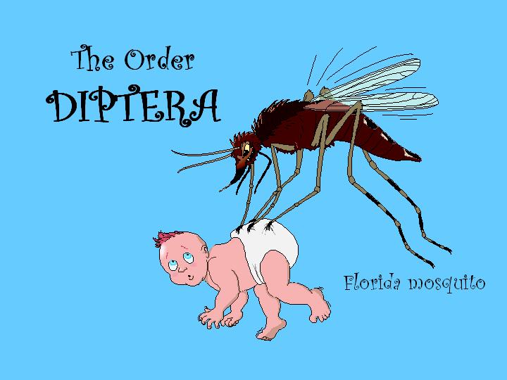 Diptera: the flies